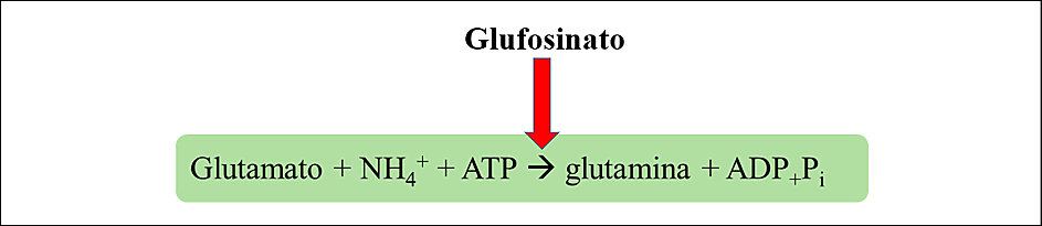 Herbicida glufosinato de amônio