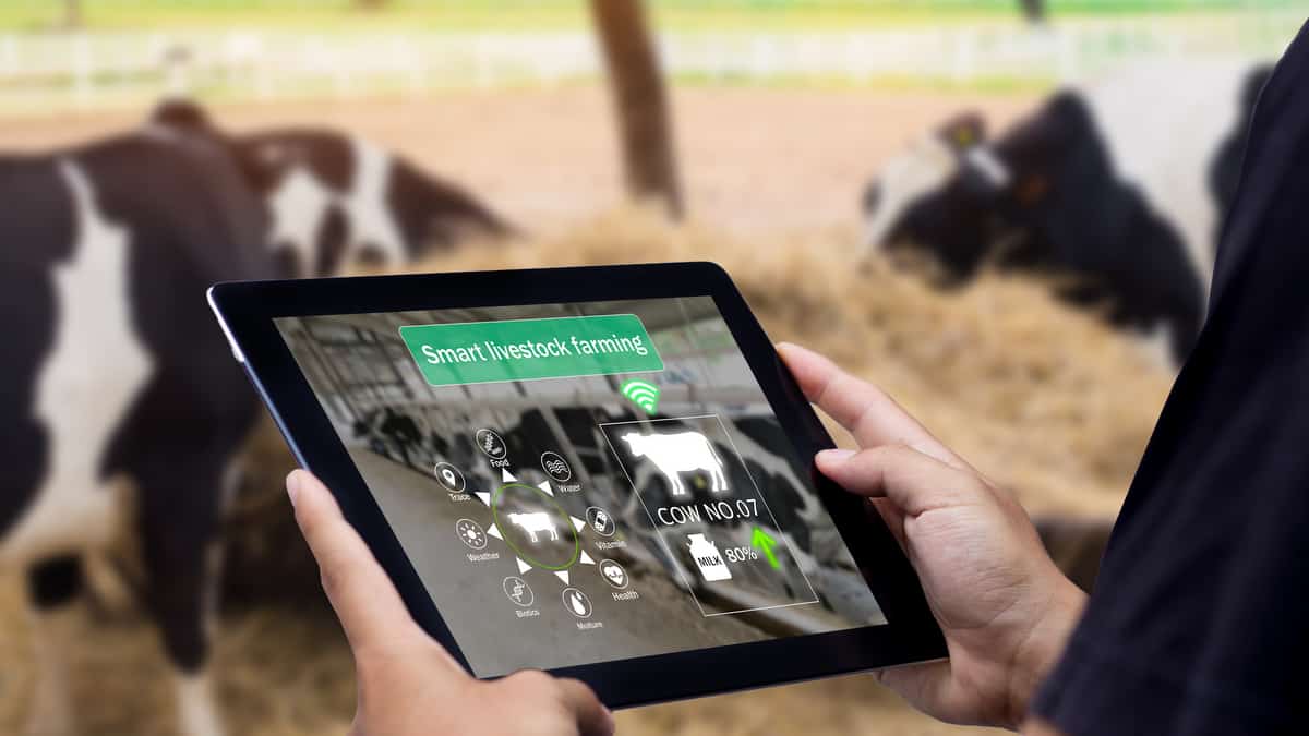 Pecuarista acompanha pelo tablet informações graças a identificação eletrônica de bovinos.