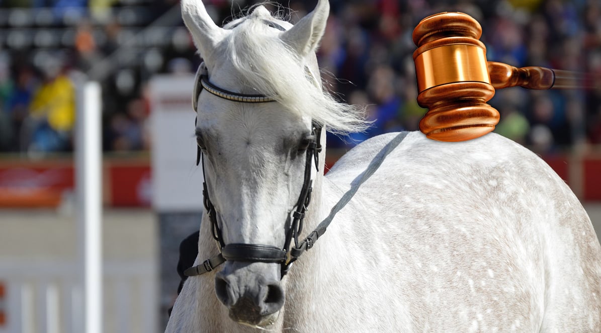 Equideocultura: leilão online de cavalos