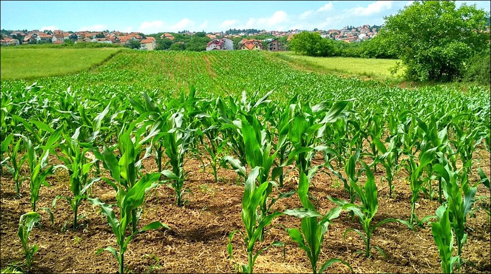 Manejo de plantas daninhas: desvendando os herbicidas inibidores da glutamina sintetase (GS)