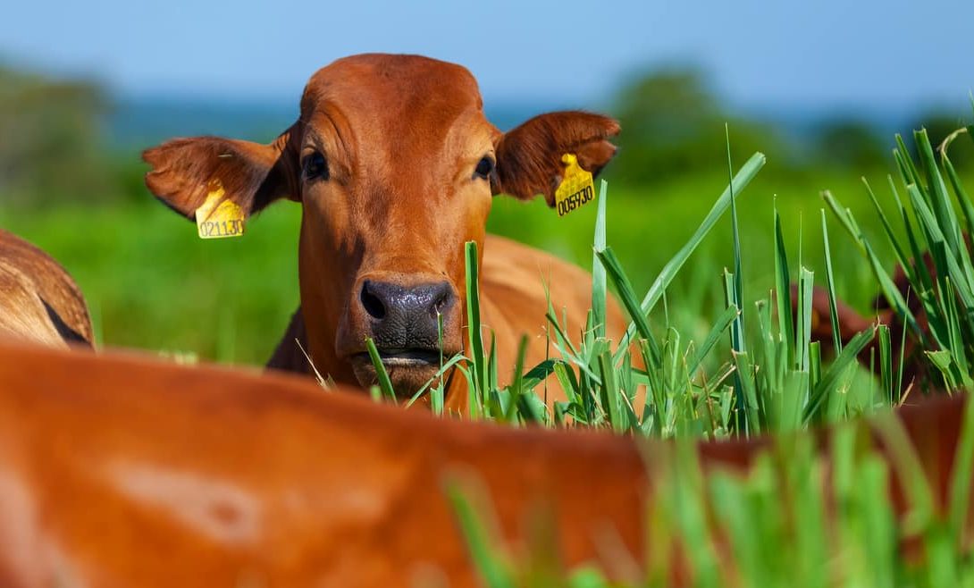 Bezerros de corte alimentação a pasto