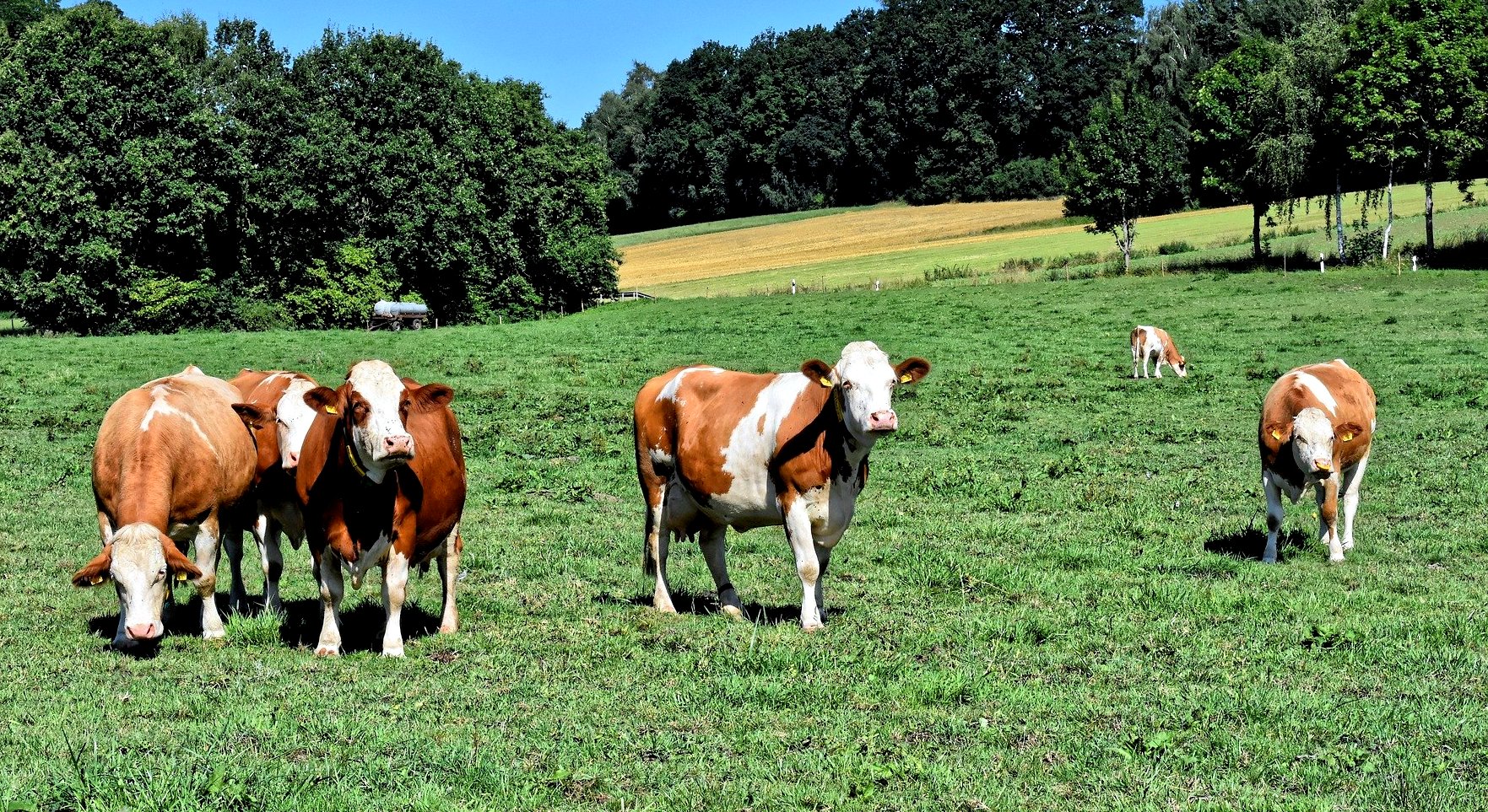 Subsídios ao agronegócio e na pecuária