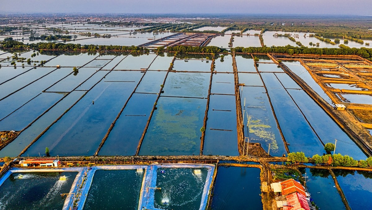 Criação de peixes em tanque-rede para piscicultura
