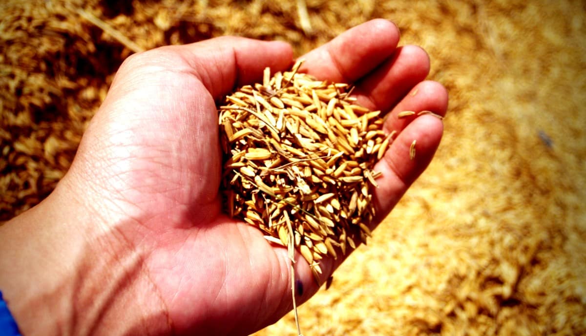 Agricultor analisando sua colheita