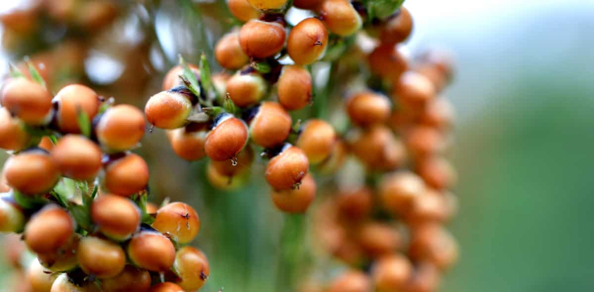 Sorgo na alimentação humana e benefícios à saúde