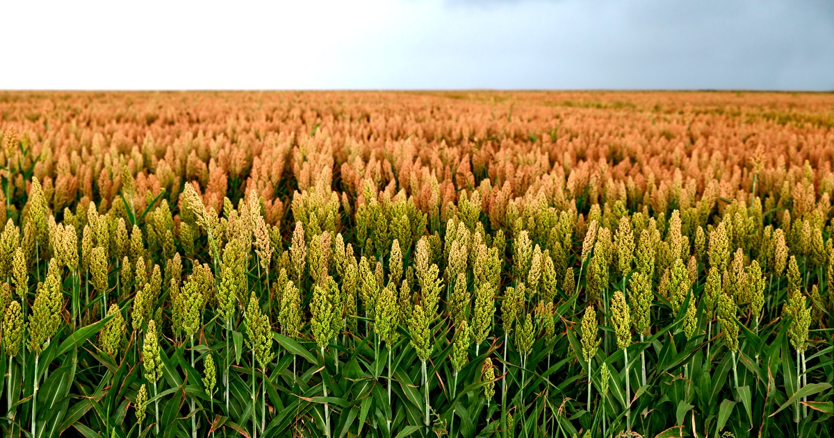 Plantio de sorgo