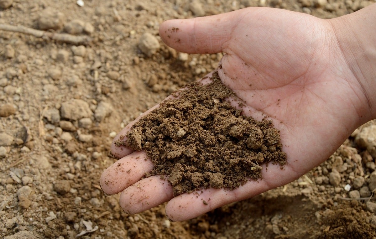 Amostra de solo para identificar a fertilidade