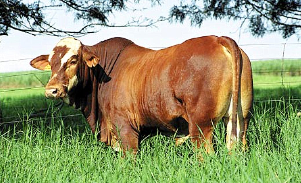 Touro da raça simbrasil no pasto