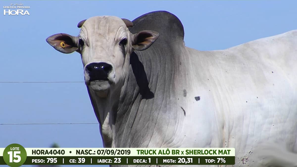 Animal com características de peso e para circunferência escrotal