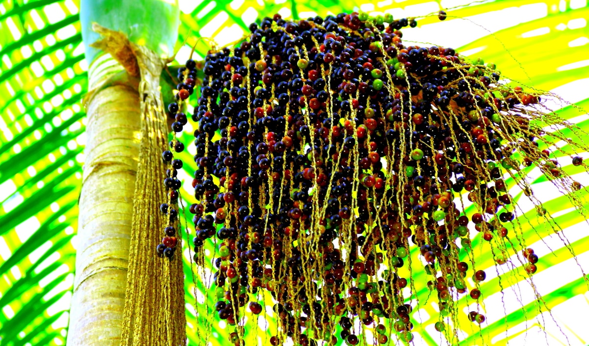 Frutificação do açaí