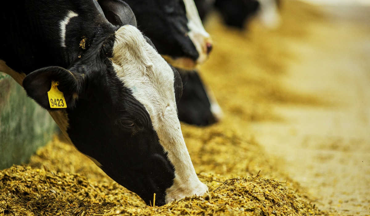 Suplementação alimentar de animais no estábulo