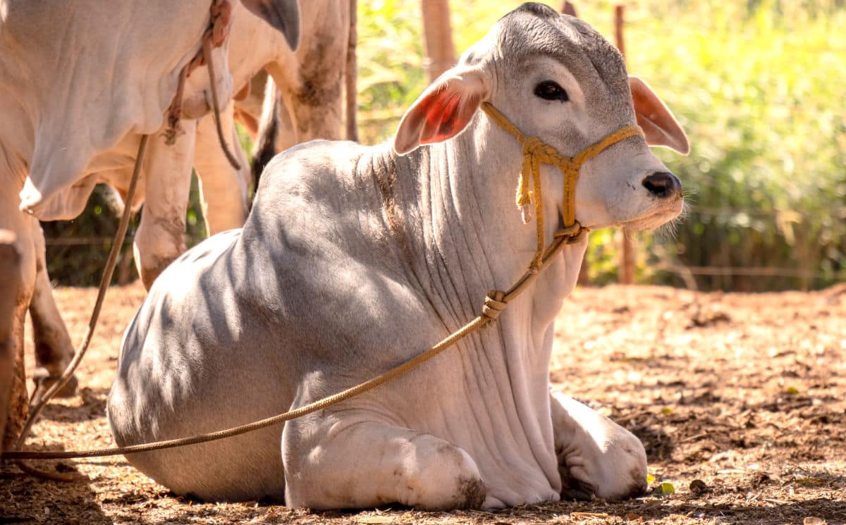 Animal da raça tabapuã em um piquete