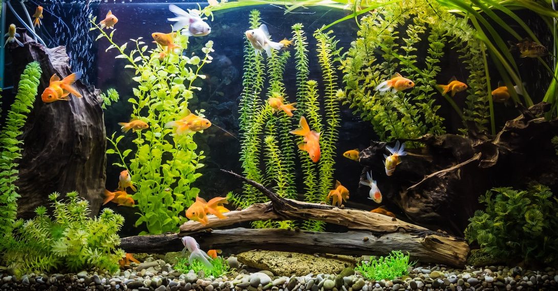 Aquário com criação de peixes ornamentais. Destaque da aquicultura ornamental