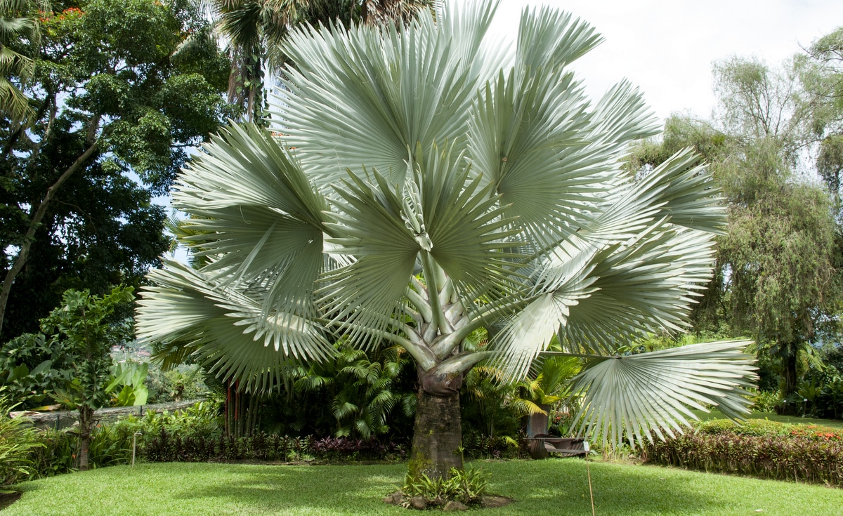 Palmeira azul com sua grande folhagem em um gramado de jardim externo