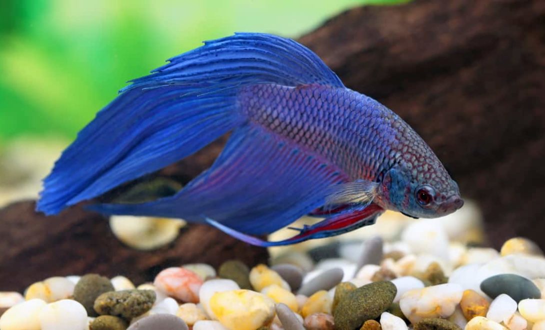 Exemplar de peixe beta (Betta splendens), representando a piscicultura ornamental