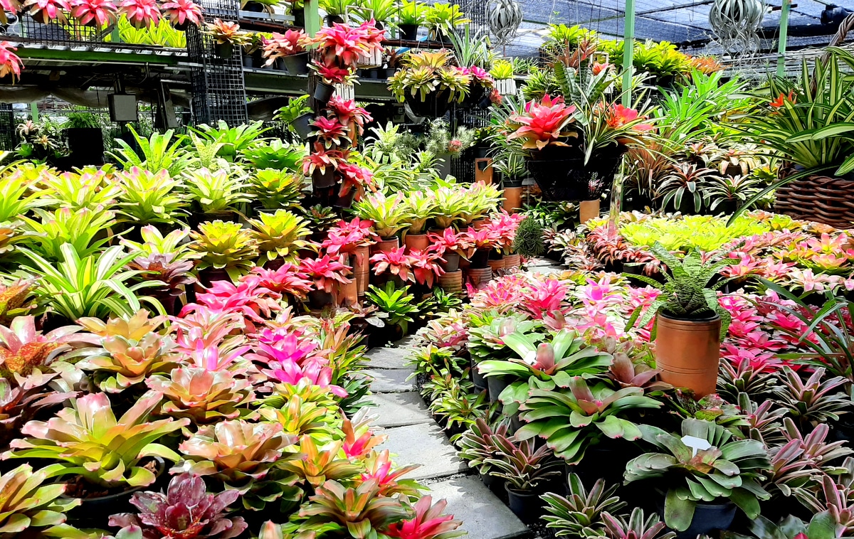 Jardim com plantio de bromélias