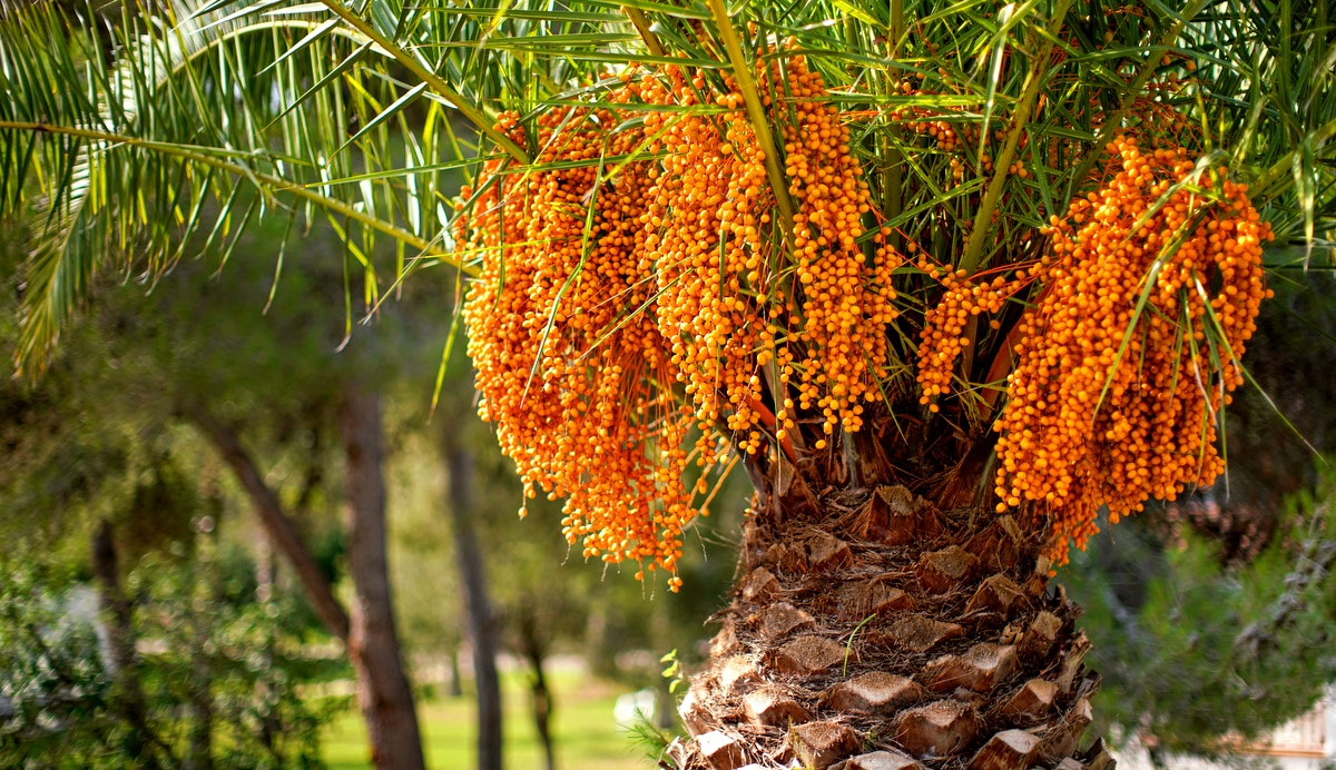 Frutificação do butiá