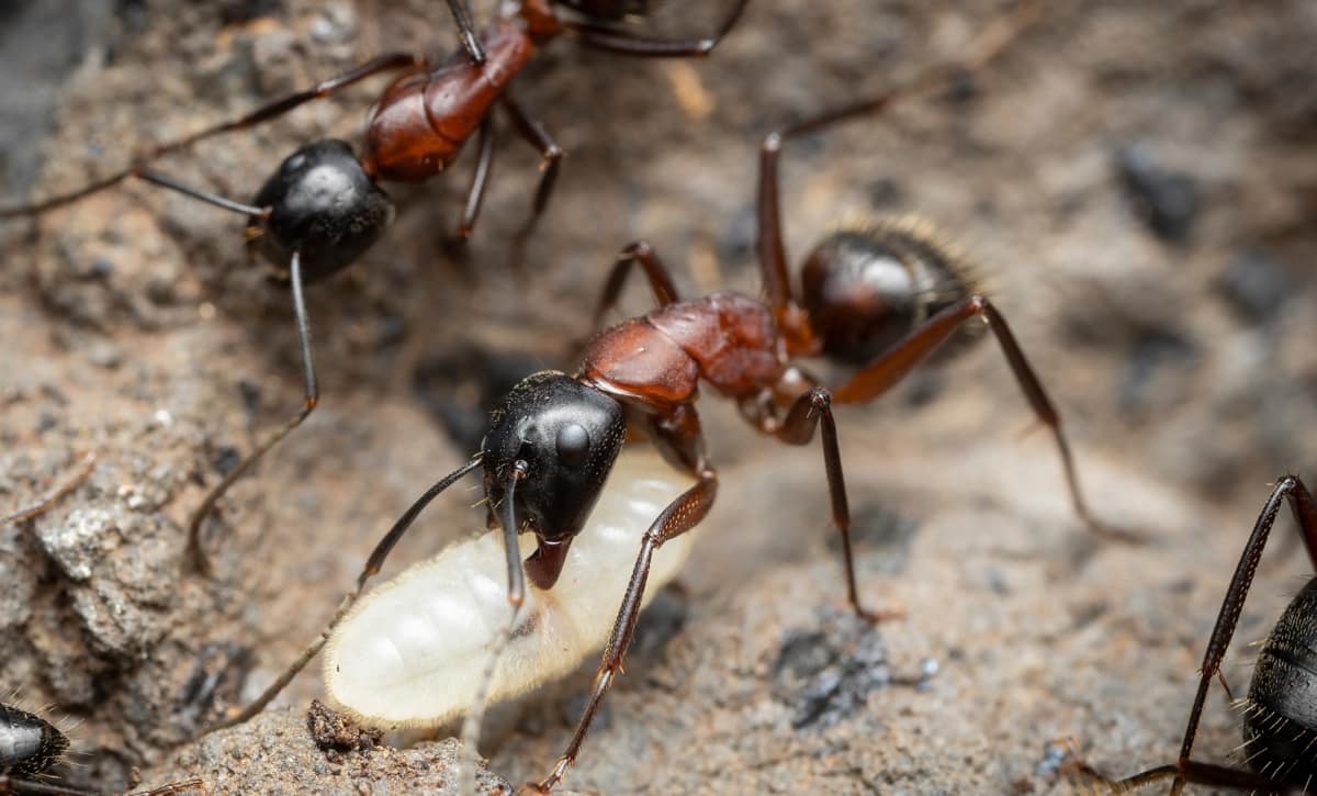 Abelhas x formigas gênero Camponotus é a principal inimiga