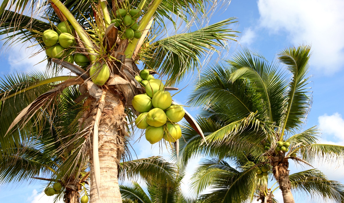Coqueiros com frutos