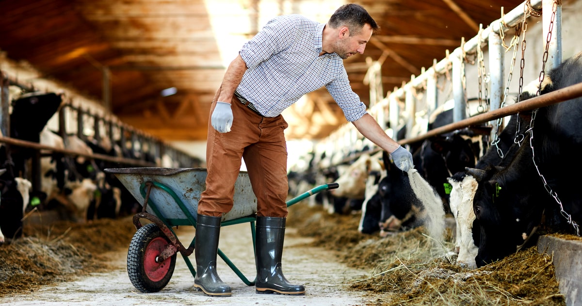 Quantidade de vitaminas às vacas leiteiras