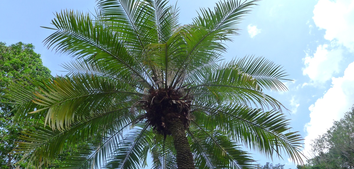 Palmeira fênix vista debaixo, com céu azul e outras árvores ao fundo