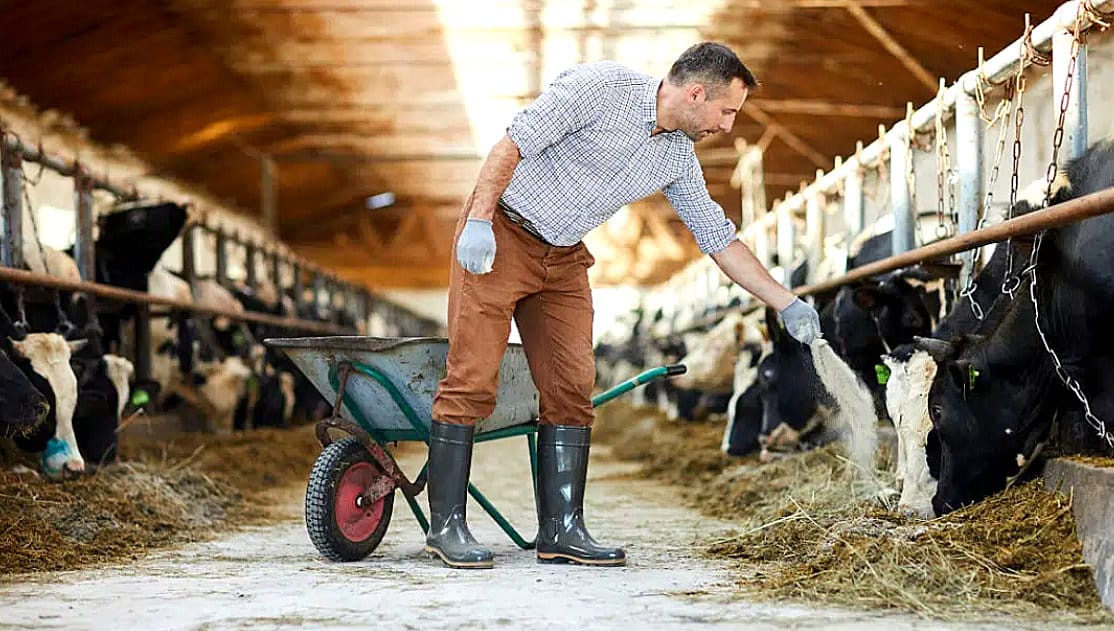 Funcionário de fazenda alimentando bovinos