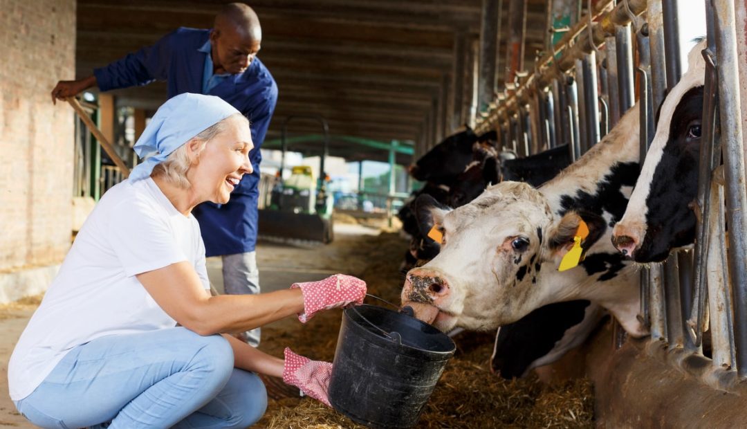 Bem-estar animal: entenda a importância desse processo