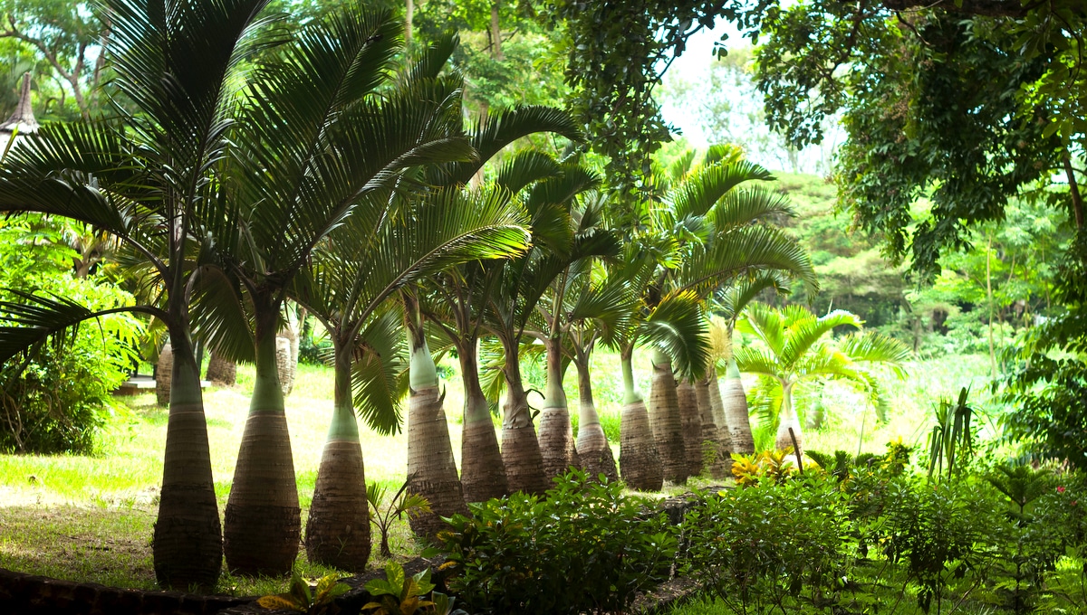 Palmeiras do tipo garrafa enfileiradas em um jardim externo