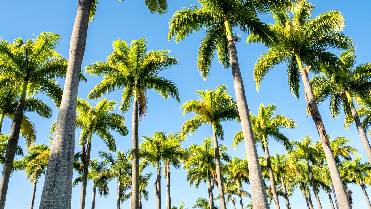 Fileiras de Palmeiras Imperiais com céu azul ao fundo