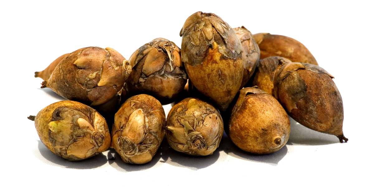 Frutos do inajá