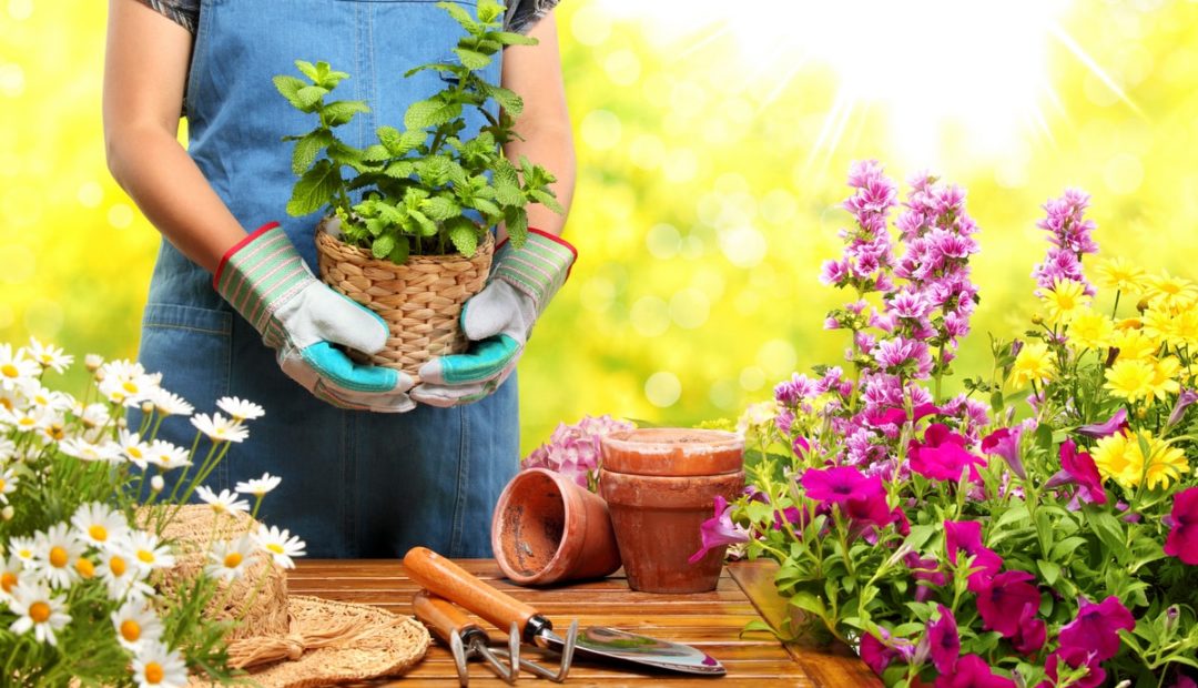 Plantas para jardim: descubra as melhores para sua casa
