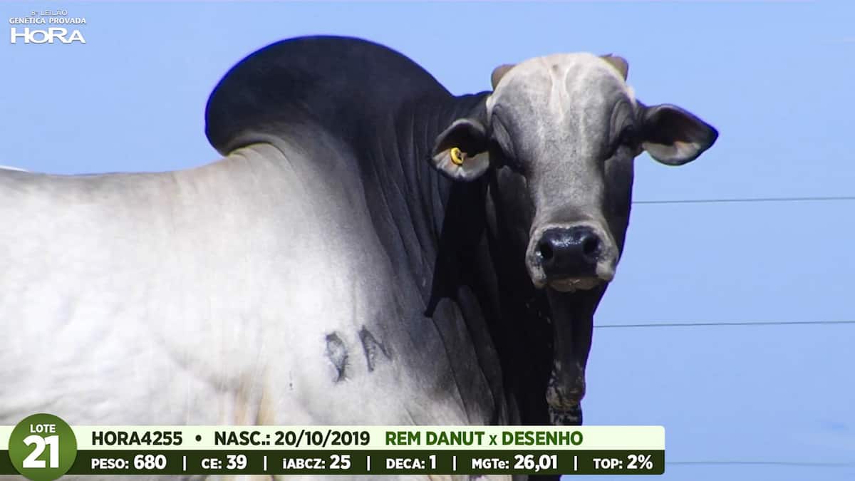 Animal com qualidade genética