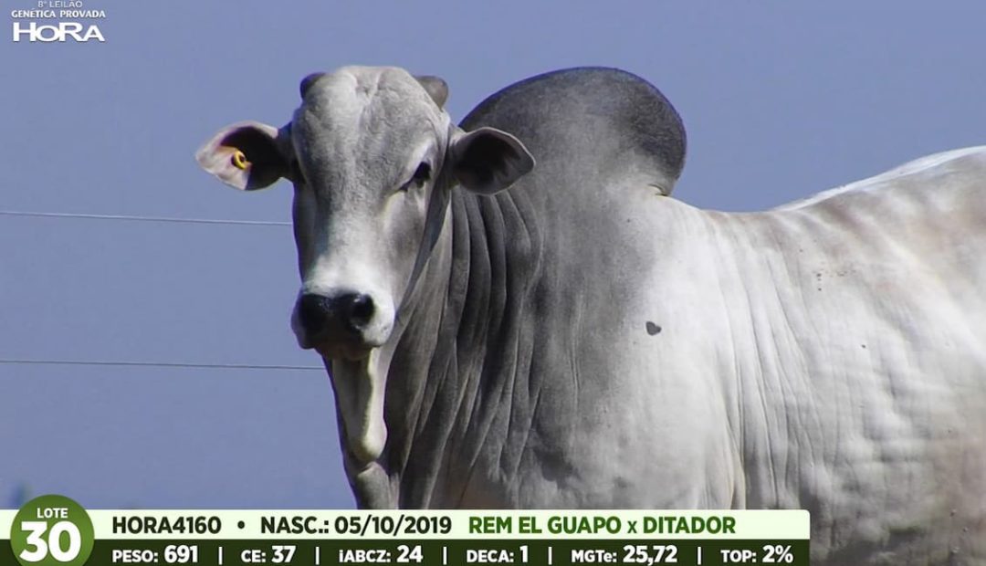 Conceito HoRa de melhoramento genético une ciência, tecnologia, sustentabilidade e resultado econômico