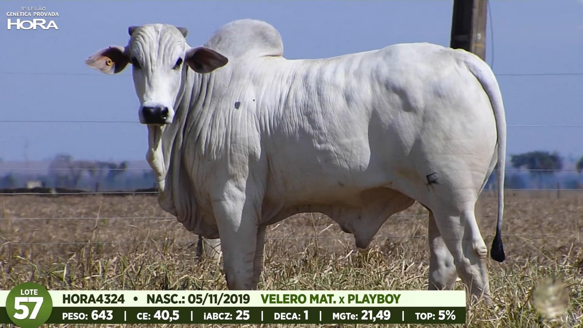 Lote 57 que será leiloado