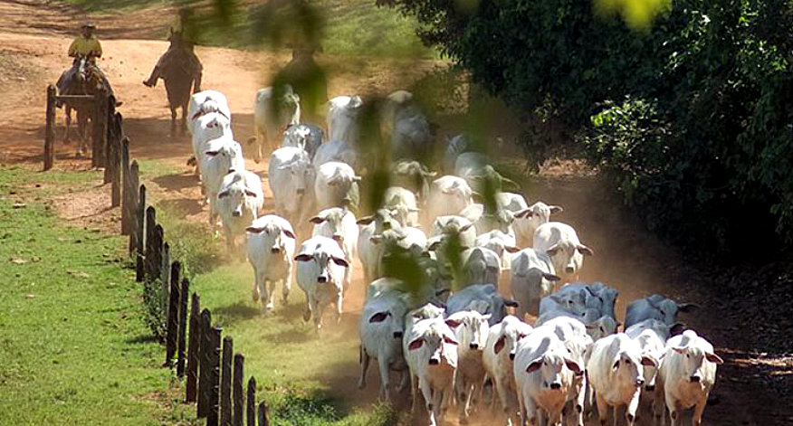 Segurança no manejo de animais