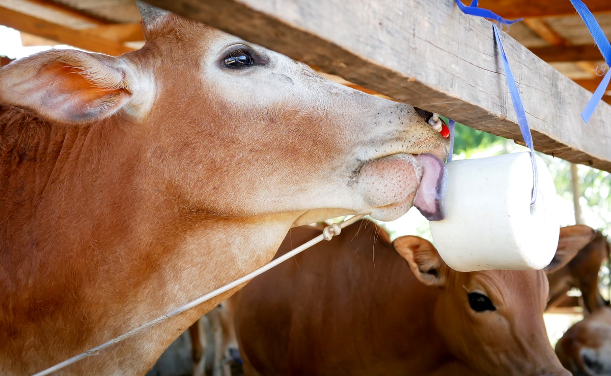 Suplementação alimentar com o uso de mineral