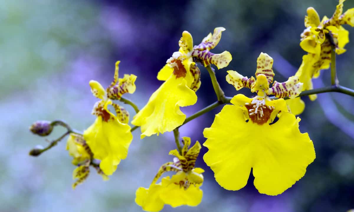 Orquídea opção para o jardim