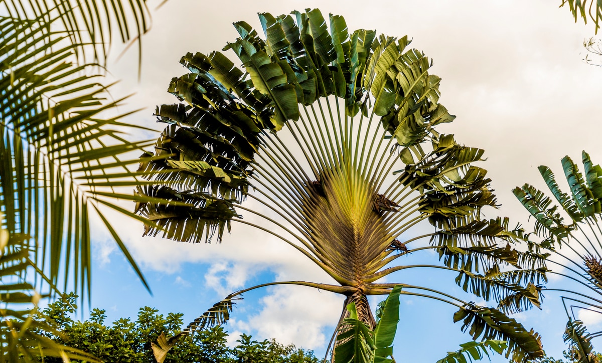 Árvore do viajante no destaque com céu parcialmente nublado e folhagens de outras plantas