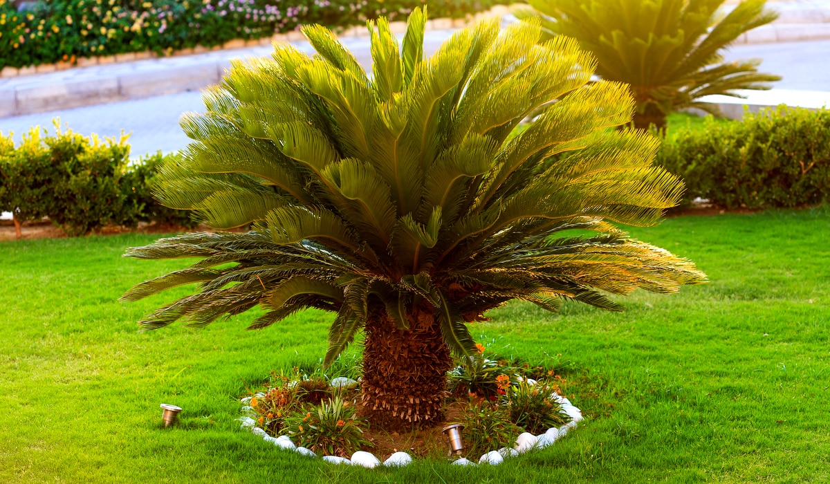 Palmeira Cica plantada em um gramado