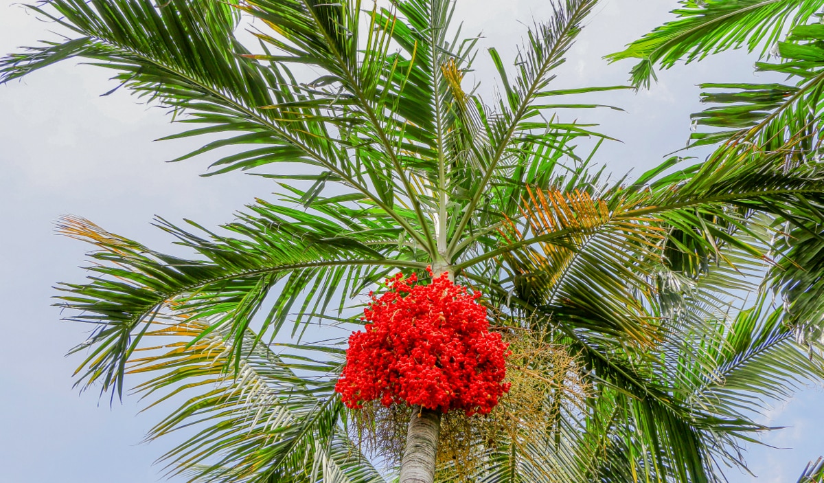 Palmeira de manila com frutificação vermelha e céu ao fundo