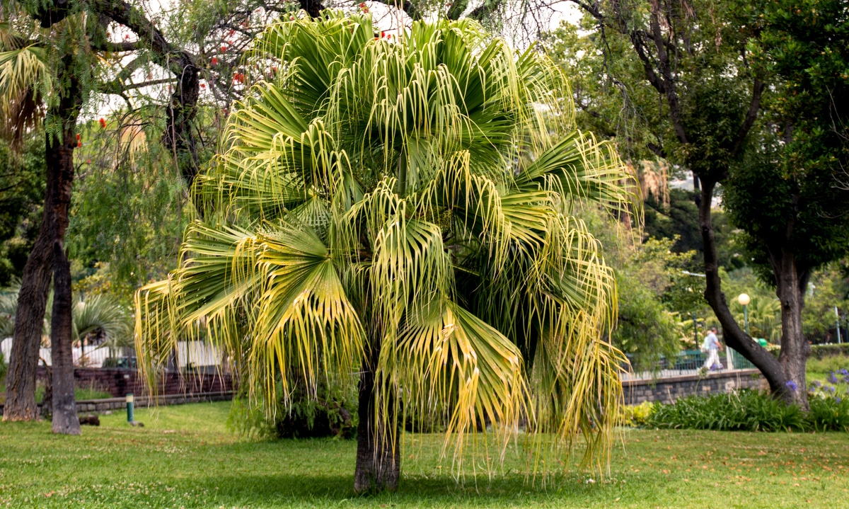 Palmeira leque da china de porte médio com folhagem volumosa quase encostando o chão