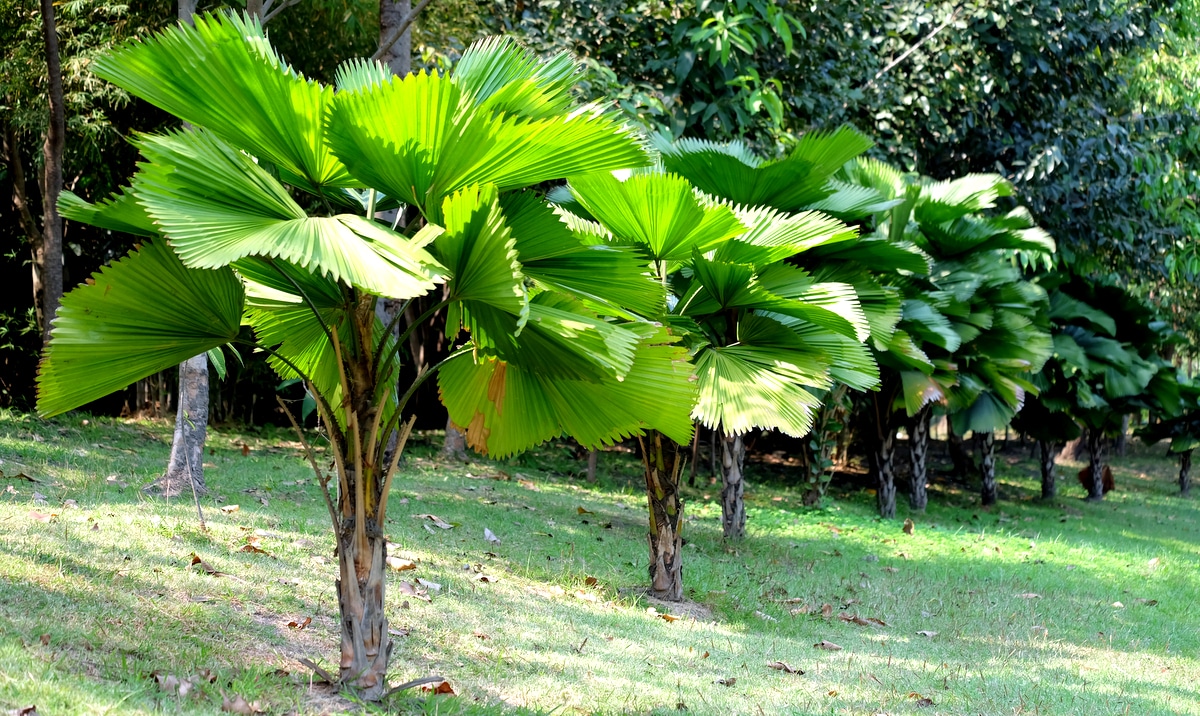 Plantas de palmeira licuala enfileiradas em um jardim