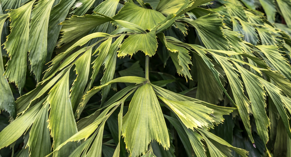 Detalhe da folhagem verde escura da palmeira rabo de peixe