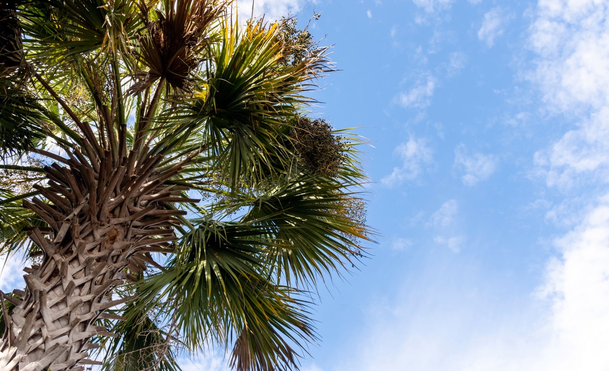 Palmeira Sabal da flórida com estipe trançado e folhas volumosas, céu azul com nuvens ao fundo