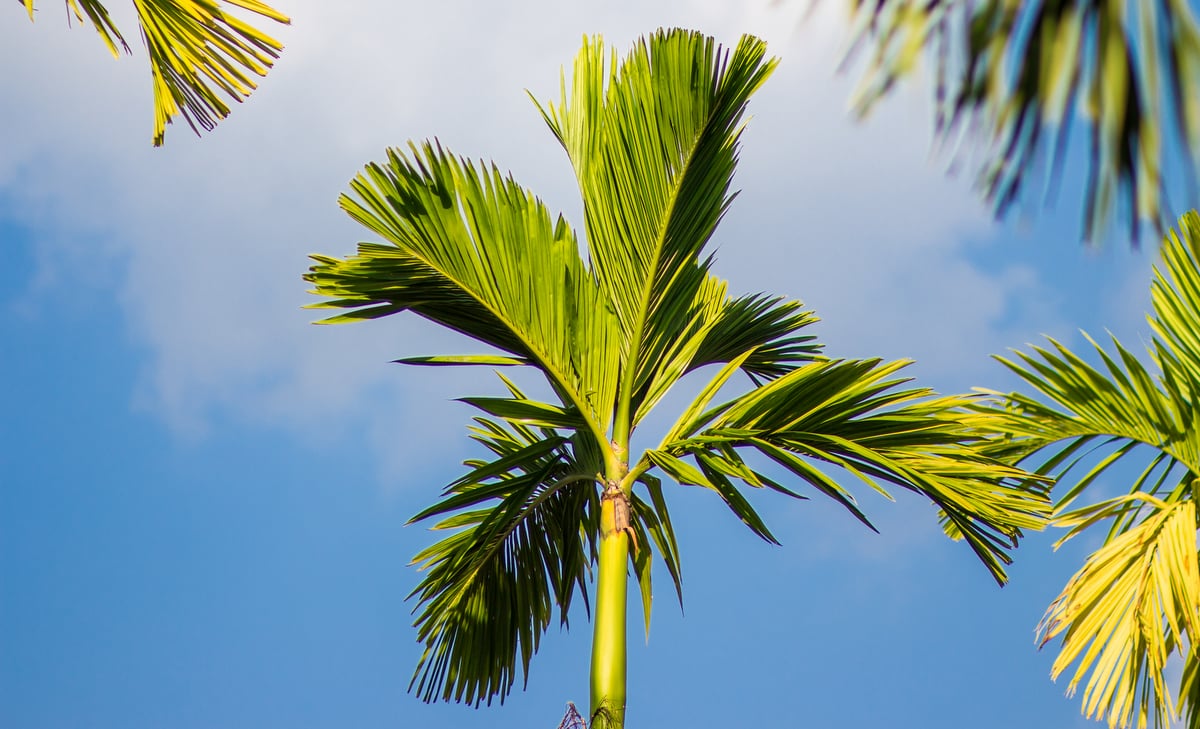 Palmeira solitária com palmito e folhagens verde-claro e céu azul com nuvem ao fundo