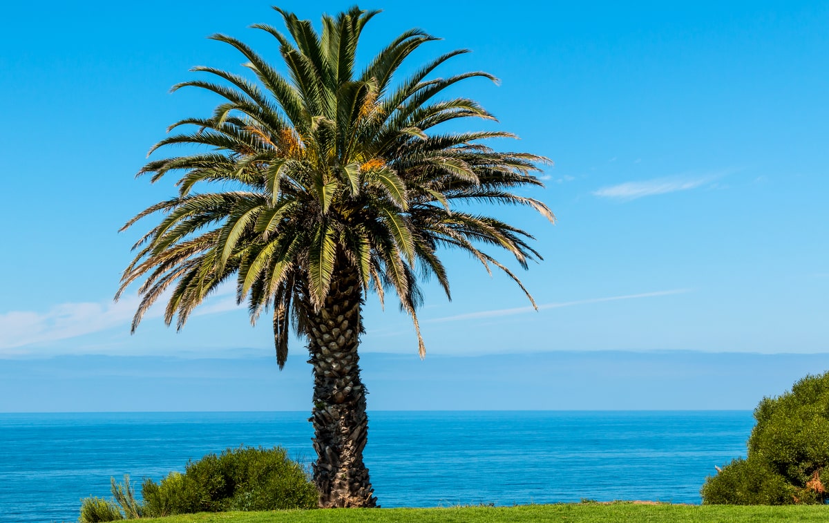 Palmeira tamareira das canárias em um gramado com o mar e o céu azul ao fundo
