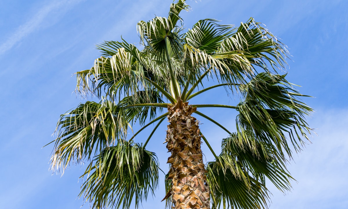 Palmeira Washingtonia de saia com seu estipe marcado e grandes folhas em leque