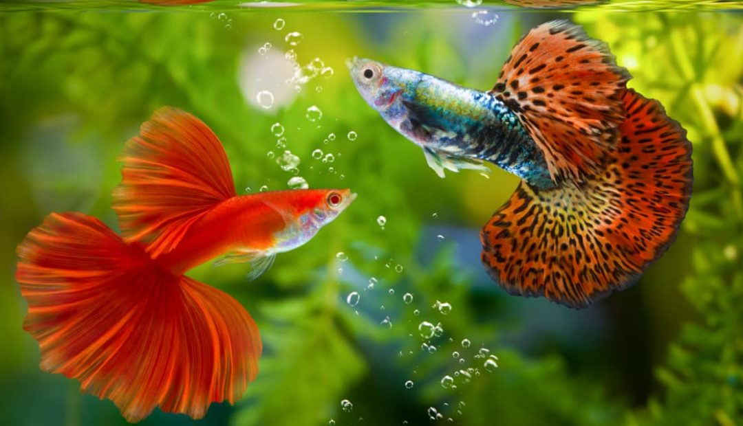 Piscicultura ornamental: um mar de infinitas possibilidades