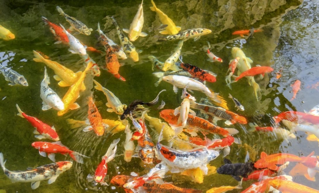 Criação de peixes ornamentais