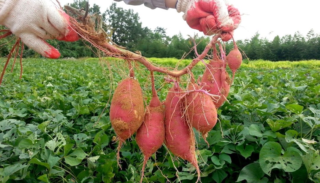Batata-doce: saiba como plantar e quais seus benefícios